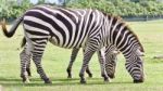 Image Of A Couple Of Zebras Eating The Grass Stock Photo