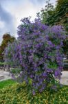 Solano Bush (solanum Rantonnetii) Flowering Ist Wolfgang Stock Photo