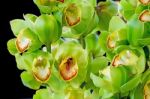 Cymbidium Stock Photo