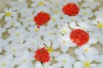 White Tropical Frangipanis Flowers Background Stock Photo