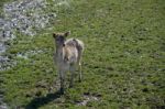 Fallow Deer (dama Dama) Stock Photo