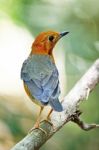 Orange-headed Thrush Stock Photo