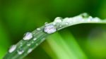 Water Droplets On Grass Stock Photo