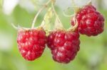 Raspberry Fruits On Branch Stock Photo