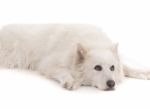 Beautiful White Aski Severe Dog Laying Down Stock Photo