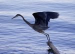 Beautiful Photo With A Great Blue Heron Jumping Stock Photo