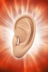 Ear Anatomy Stock Photo