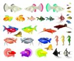 Aquarium Fish Isolated On White Background Stock Photo