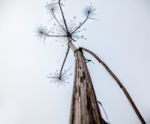 Stem Dried High Grass In Autumn Stock Photo