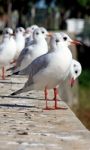 Flock Of Seagulls Stock Photo