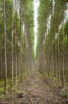 Plantation Of Eucalyptus Stock Photo