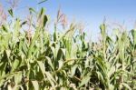 Green Field Of Corn Growing Up Stock Photo