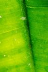 Dew On A Green Leaf Beautifully Detailed Stock Photo