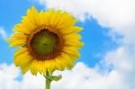 Sunflower Or Helianthus Annuus On Sky Background Stock Photo