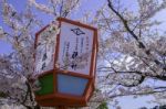 Japanese Lantern In Sakura Festival Stock Photo