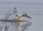 Beautiful Picture With A Powerful Swan's Landing Stock Photo