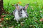 Rabbit Stock Photo