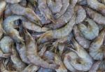 Fresh Shrimp Background Stock Photo