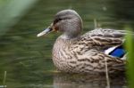 Mallard Duck Stock Photo