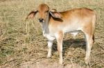 One Brown Calf Graze In The Field On The Farm Stock Photo