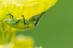 Green Weevil Or Hypomeces Squamosus Stock Photo