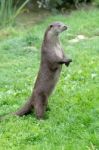 Eurasian Otter (lutra Lutra) Stock Photo