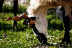 Ram Eating Grass Stock Photo