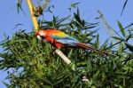 Amazonian Macaw - Ara Ararauna In Front Of A Blue Sky Stock Photo