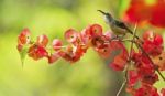 Juvenile Male Black-throated Sunbird Stock Photo