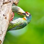 Mother Feeding Baby Birds Stock Photo