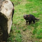 Tasmanian Devil Found During The Day In Tasmania Stock Photo