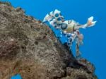 Colorful Harlequin Shrimp Under Sea Water Stock Photo