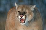 Snarling Cougar Stock Photo