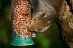 Squirrel Stock Photo