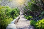 Landscape Of Tunnel Trees Way Walk Of Phra Nakhon Khiri Historic Stock Photo