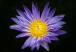 Blossom Lotus Flower In Thailand. Garden, Petals Stock Photo