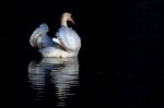 Mute Swan Enjoying The Evening Sun Stock Photo