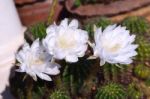 Beautiful White Cactus Flower In Thailand Stock Photo