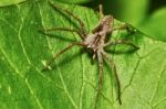 Spider On A Green Leaf Stock Photo