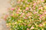 Green With Pink Leaves Stock Photo