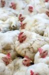 Sick Chicken Or Sad Chicken In Farm,epidemic, Bird Flu, Health Problems Stock Photo