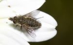 Bee Fly (bombylisoma Notatum) Insect Stock Photo