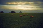 Sheep On The Farm During The Day Stock Photo