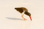 American Oystercatcher, Haematopus Palliatus,  Looking For Food Stock Photo