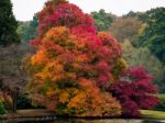 Tree Leaves Changing Colour In Autumn Stock Photo