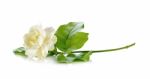 Jasmine Flower Isolated On White Background Stock Photo