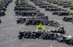 The Vines Of Lanzarote Stock Photo