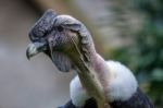 Andean Condor (vultur Gryphus) Stock Photo