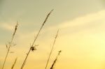 Close-up Of Grass Flower On Morning Stock Photo