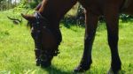 Horse In The Country Side Of Russia Stock Photo